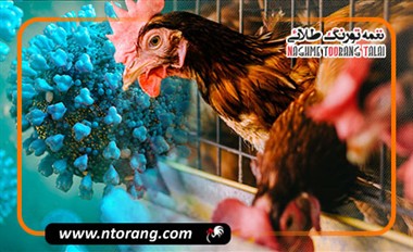 تشخیص زودهنگام بیماری آنفلوانزای طیور در سالن های صنعتی